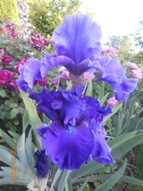 Indigo Princes - 2Irisi 2019