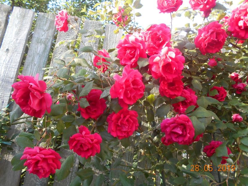  - 2Trandafiri 2019