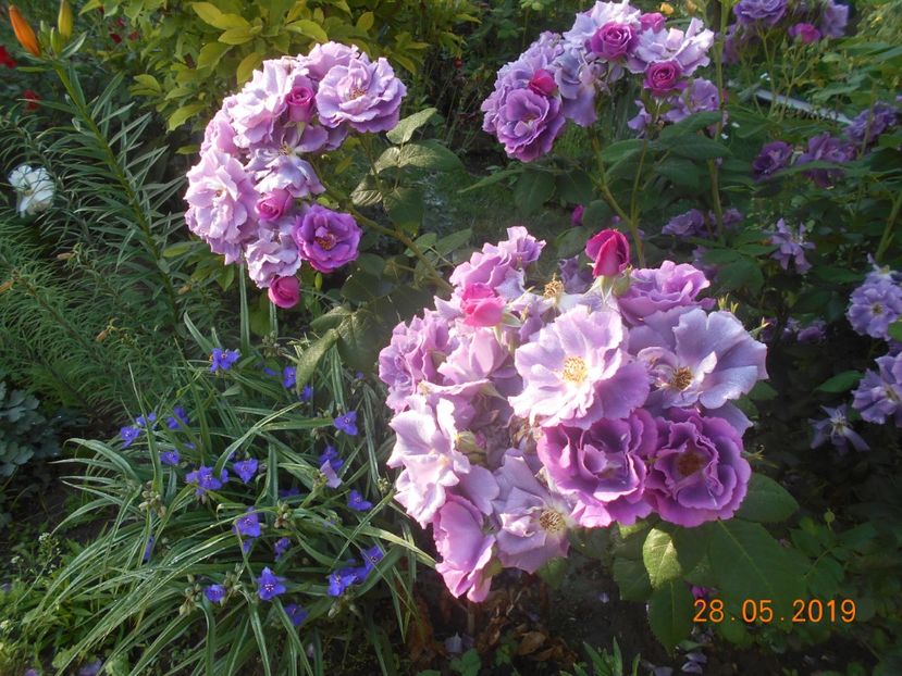  - 2Trandafiri 2019