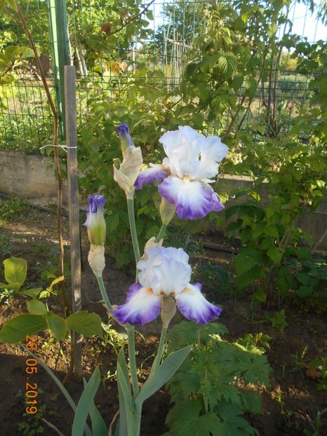 Conjuration - 2Irisi 2019