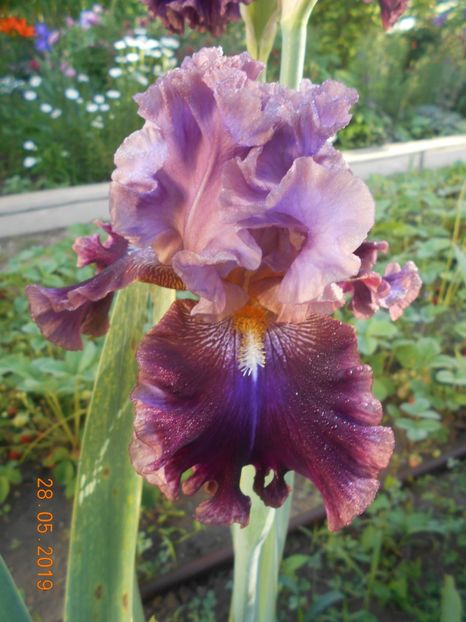 Electric Candy - 2Irisi 2019