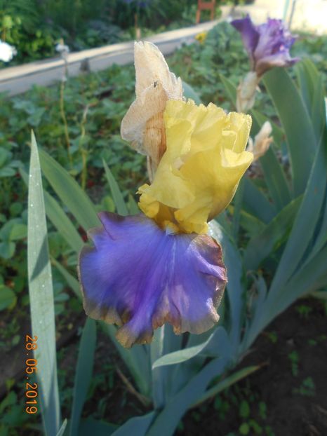 Tumulteux - 2Irisi 2019