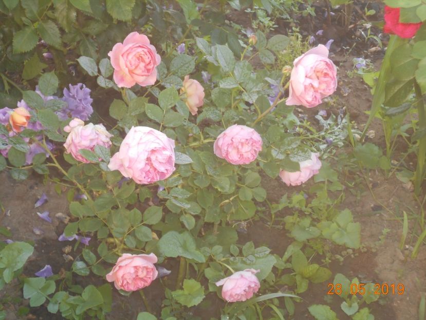  - 2Trandafiri 2019