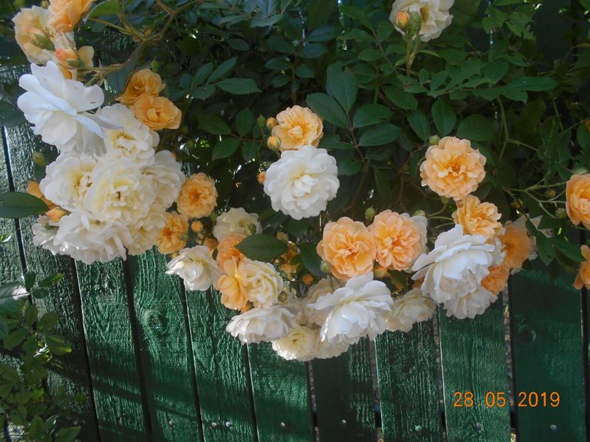  - Ghislaine de Feligonde