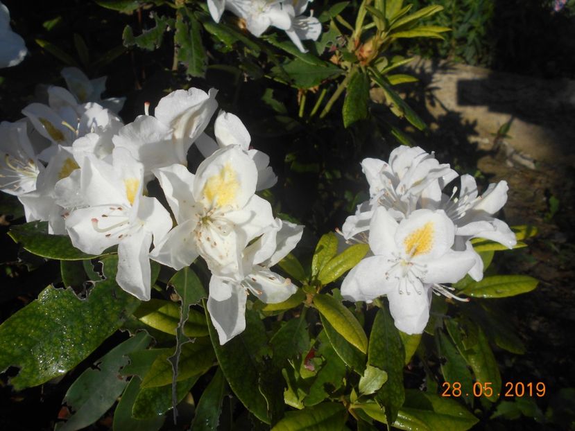  - 2Azalee-rhododendroni-hortensii-hoste 2019