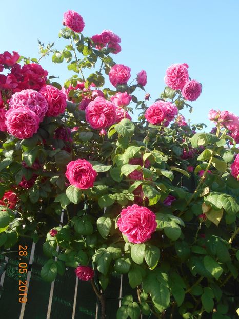  - Madame Isaac Pereire