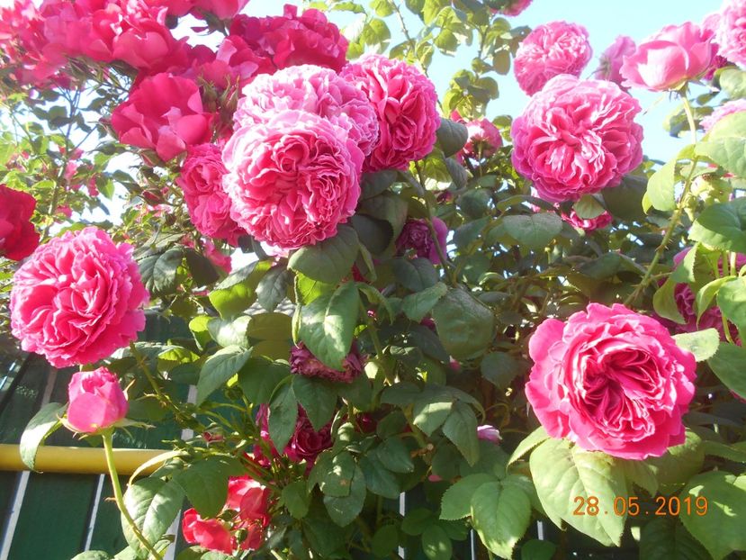  - 2Trandafiri 2019