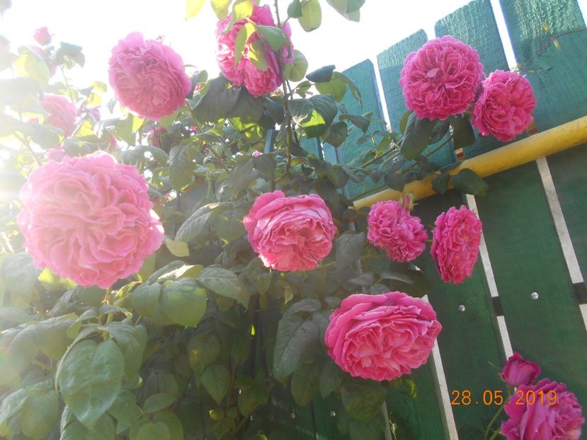  - Madame Isaac Pereire