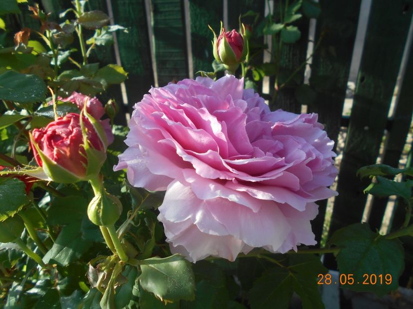  - 2Trandafiri 2019