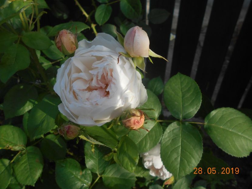 2019 - Glamis Castle