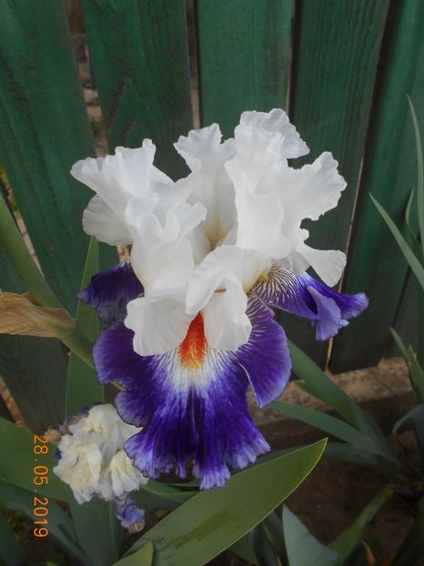 Gipsy Lord - 2Irisi 2019