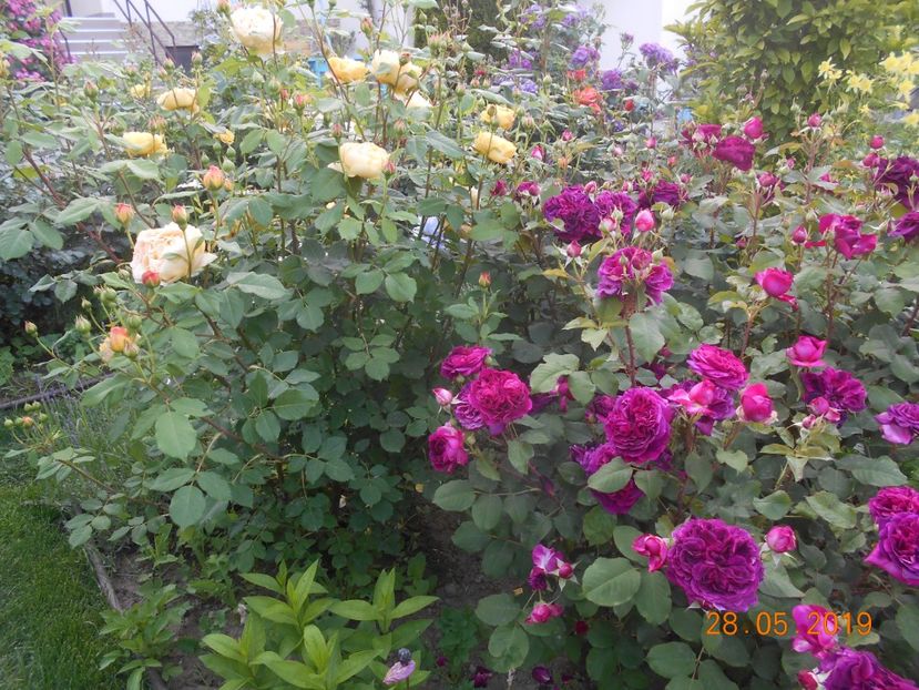  - 2Trandafiri 2019