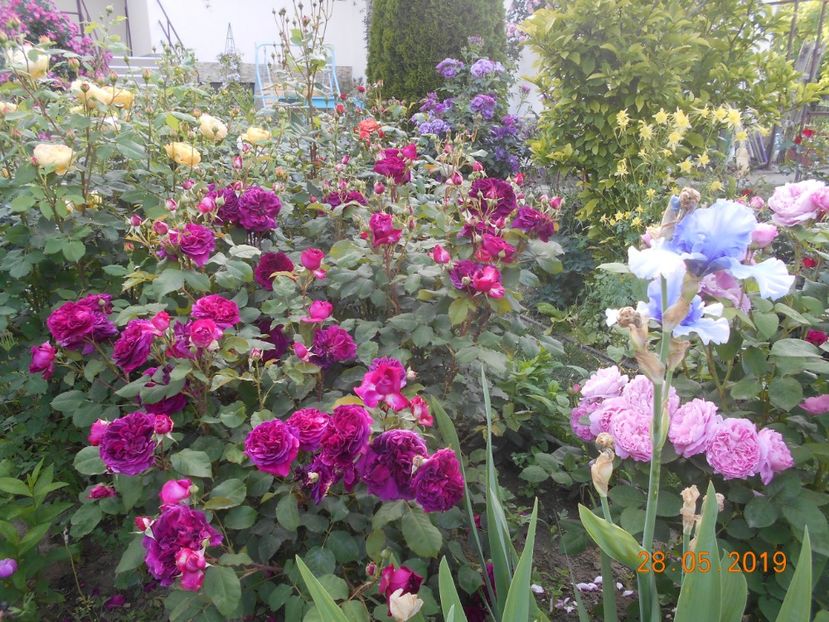  - 2Trandafiri 2019
