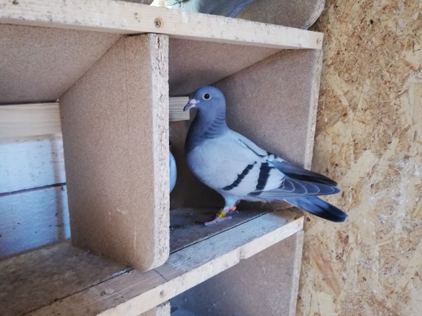 24 mai - 2019-MAI-PUI-ZBURATORI-ANTRENAMENTE