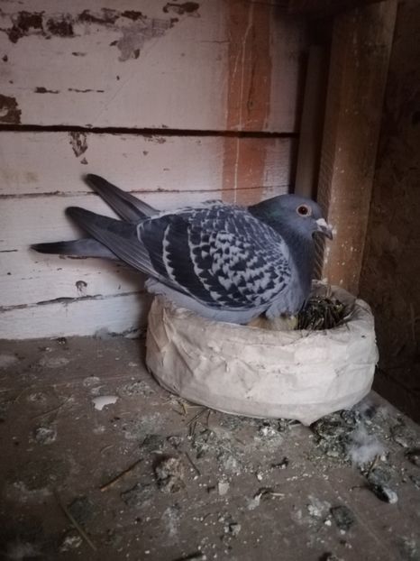  - 2019-MAI-PUI-ZBURATORI-ANTRENAMENTE