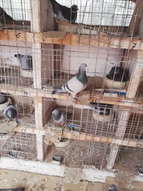  - 2019-MAI-PUI-ZBURATORI-ANTRENAMENTE