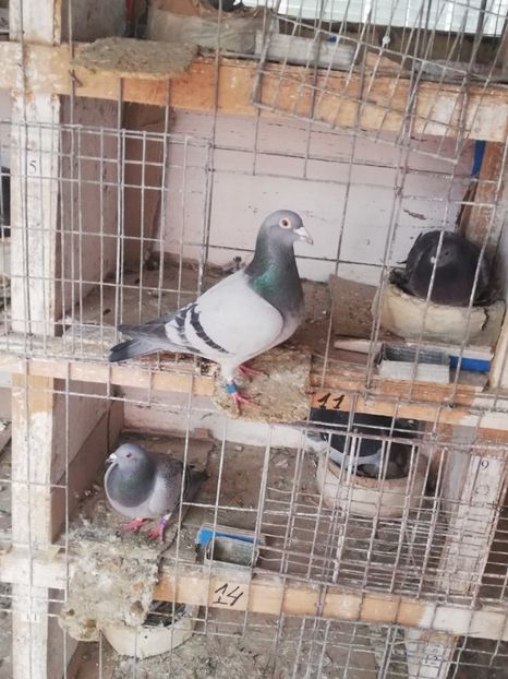  - 2019-MAI-PUI-ZBURATORI-ANTRENAMENTE