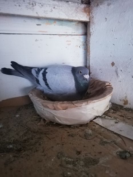  - 2019-MAI-PUI-ZBURATORI-ANTRENAMENTE