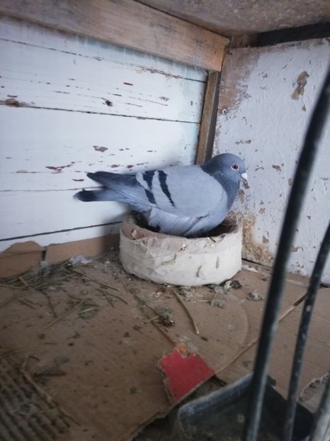  - 2019-MAI-PUI-ZBURATORI-ANTRENAMENTE