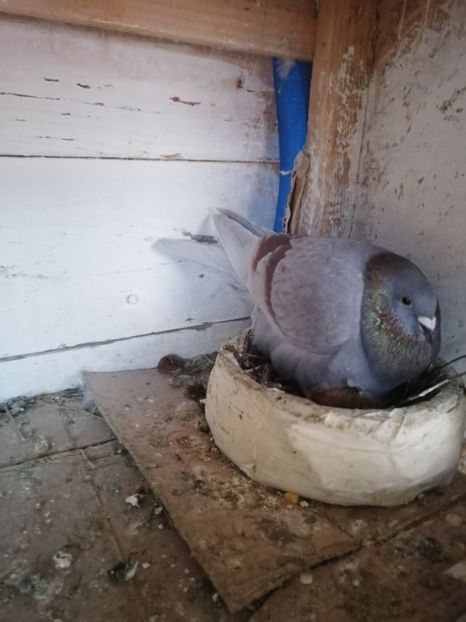  - 2019-MAI-PUI-ZBURATORI-ANTRENAMENTE