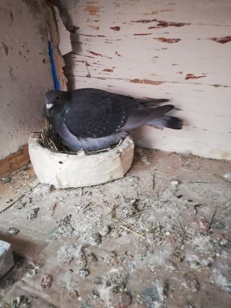  - 2019-MAI-PUI-ZBURATORI-ANTRENAMENTE