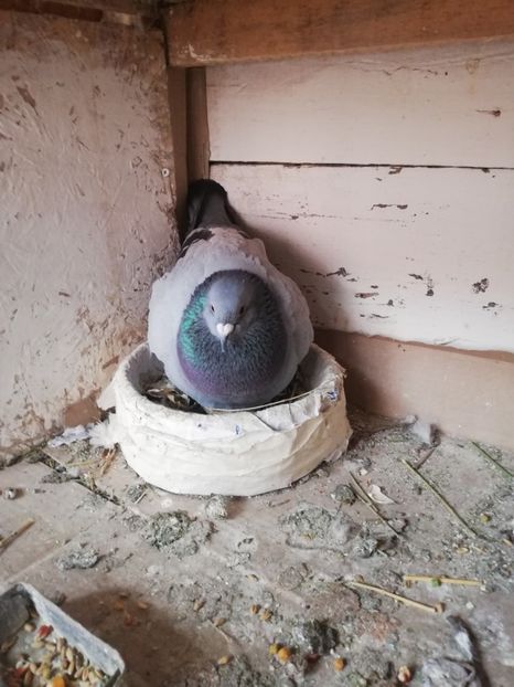  - 2019-MAI-PUI-ZBURATORI-ANTRENAMENTE