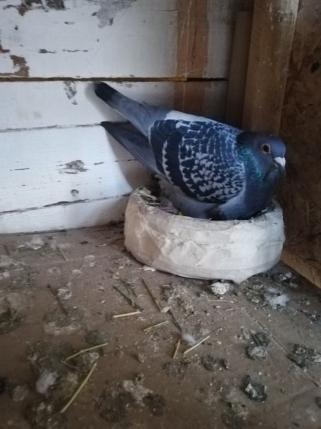  - 2019-MAI-PUI-ZBURATORI-ANTRENAMENTE