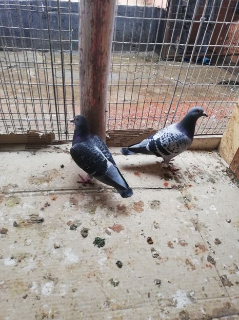  - 2019-MAI-PUI-ZBURATORI-ANTRENAMENTE