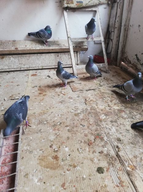  - 2019-MAI-PUI-ZBURATORI-ANTRENAMENTE