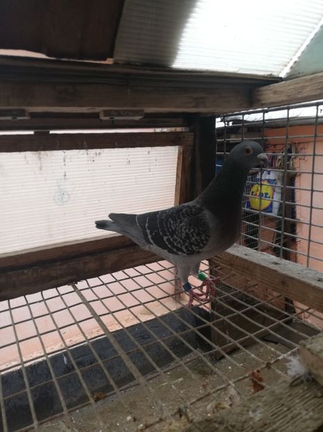  - 2019-MAI-PUI-ZBURATORI-ANTRENAMENTE