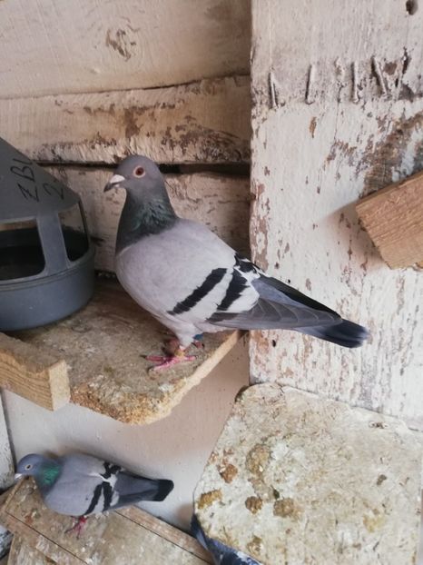  - 2019-MAI-PUI-ZBURATORI-ANTRENAMENTE