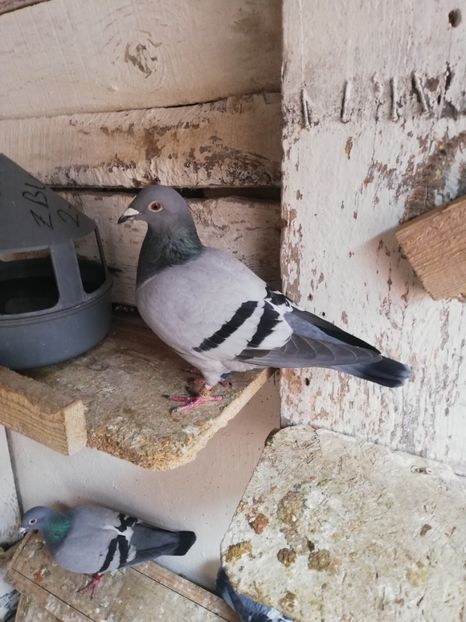  - 2019-MAI-PUI-ZBURATORI-ANTRENAMENTE