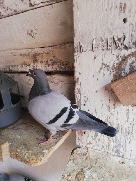  - 2019-MAI-PUI-ZBURATORI-ANTRENAMENTE