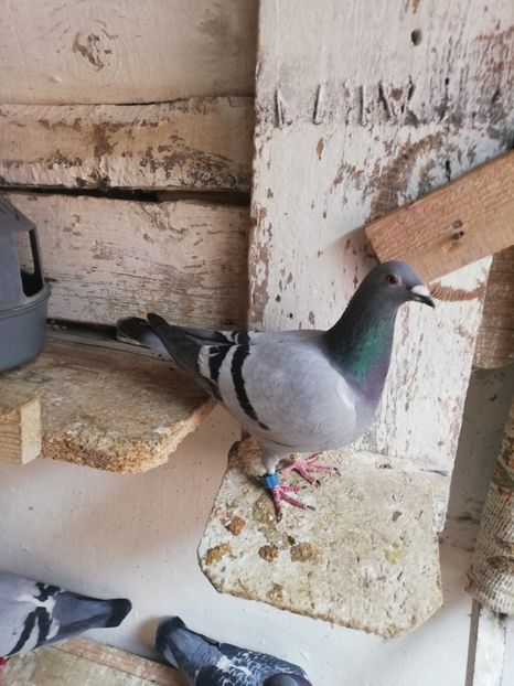  - 2019-MAI-PUI-ZBURATORI-ANTRENAMENTE