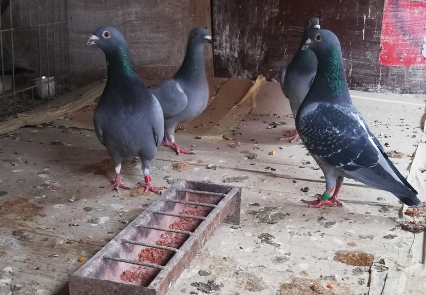  - 2019-MAI-PUI-ZBURATORI-ANTRENAMENTE