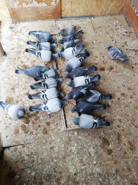  - 2019-MAI-PUI-ZBURATORI-ANTRENAMENTE