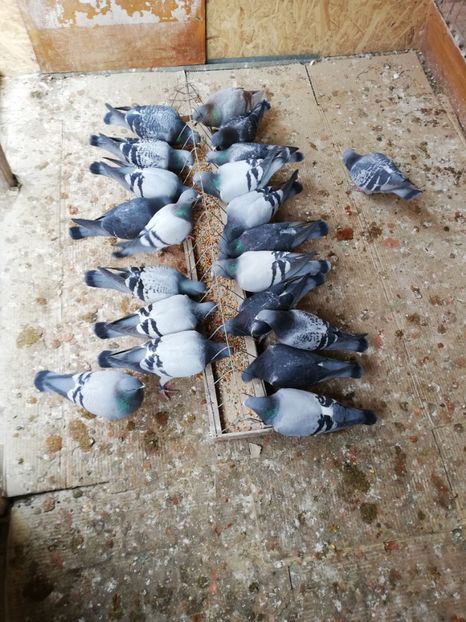  - 2019-MAI-PUI-ZBURATORI-ANTRENAMENTE