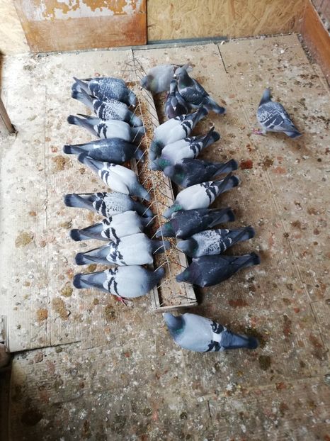  - 2019-MAI-PUI-ZBURATORI-ANTRENAMENTE