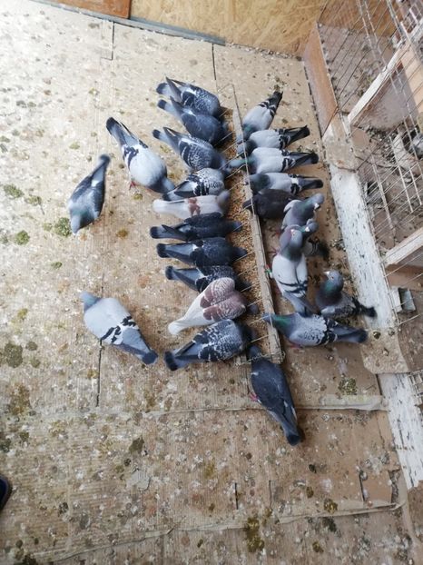  - 2019-MAI-PUI-ZBURATORI-ANTRENAMENTE