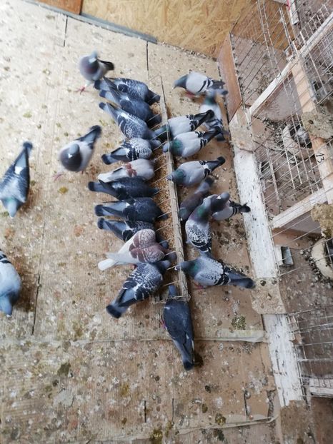  - 2019-MAI-PUI-ZBURATORI-ANTRENAMENTE