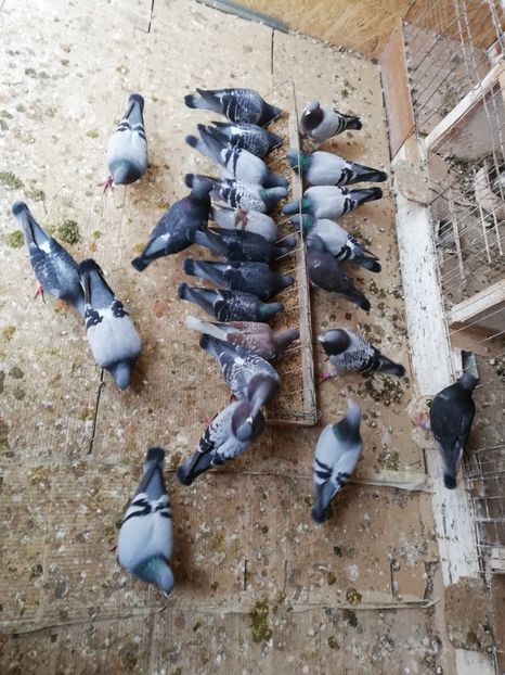  - 2019-MAI-PUI-ZBURATORI-ANTRENAMENTE