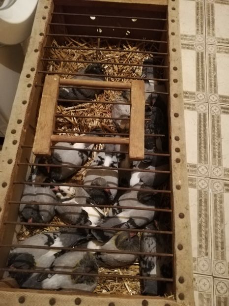  - 2019-MAI-PUI-ZBURATORI-ANTRENAMENTE