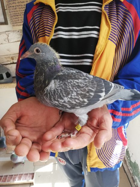  - 2019-MAI-PUI-ZBURATORI-ANTRENAMENTE