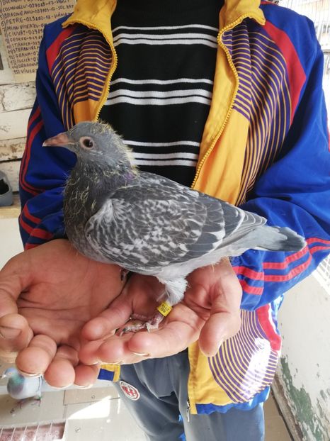  - 2019-MAI-PUI-ZBURATORI-ANTRENAMENTE