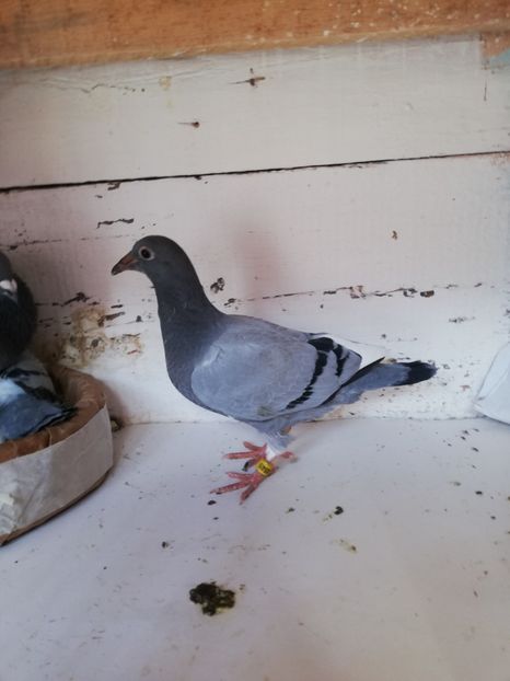  - 2019-MAI-PUI-ZBURATORI-ANTRENAMENTE