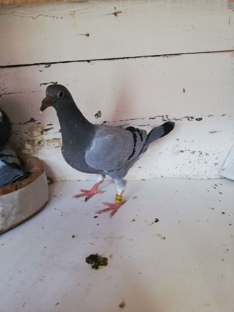  - 2019-MAI-PUI-ZBURATORI-ANTRENAMENTE