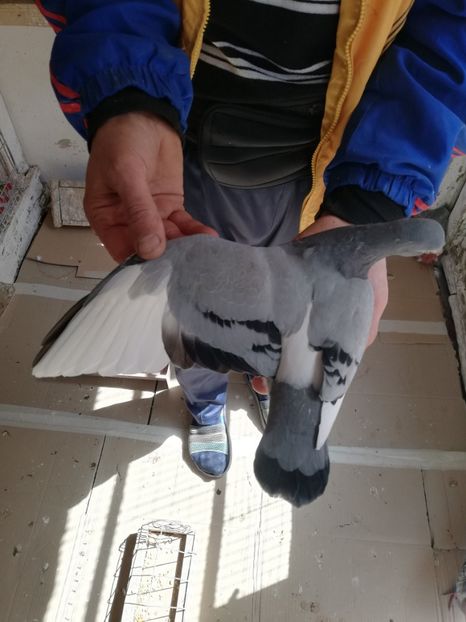  - 2019-MAI-PUI-ZBURATORI-ANTRENAMENTE