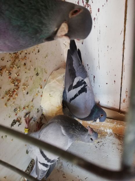  - 2019-MAI-PUI-ZBURATORI-ANTRENAMENTE