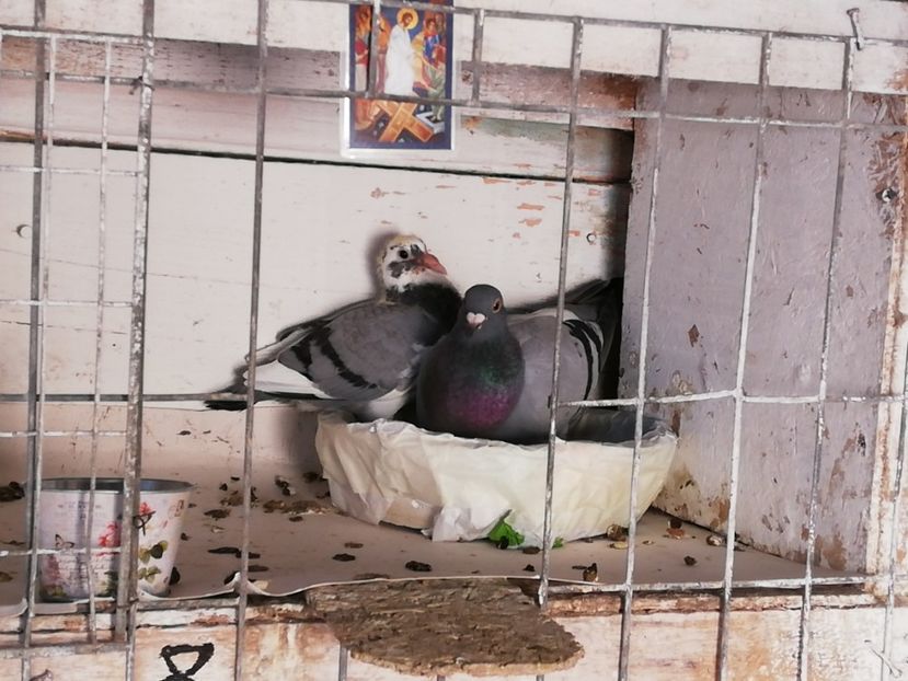  - 2019-MAI-PUI-ZBURATORI-ANTRENAMENTE