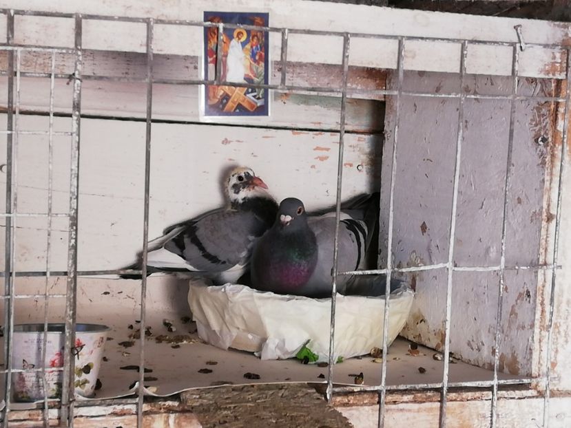  - 2019-MAI-PUI-ZBURATORI-ANTRENAMENTE